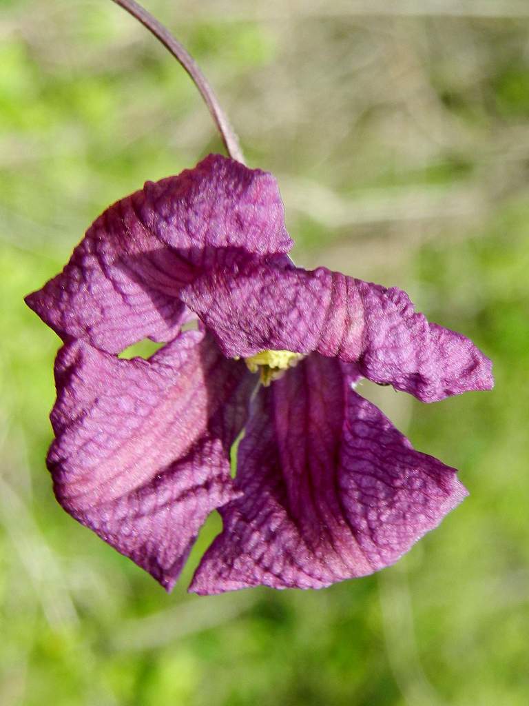 Lido di Venezia: Clematis viticella